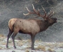 new mexico elk hunts 10