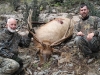 new mexico elk hunts 12