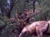 new mexico elk hunts 2