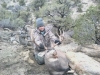 new mexico mule deer hunts 13