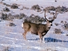 new mexico mule deer hunts 7