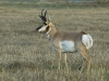 antelope hunting 6