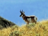 antelope hunting 7