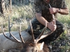 new mexico elk hunts 14