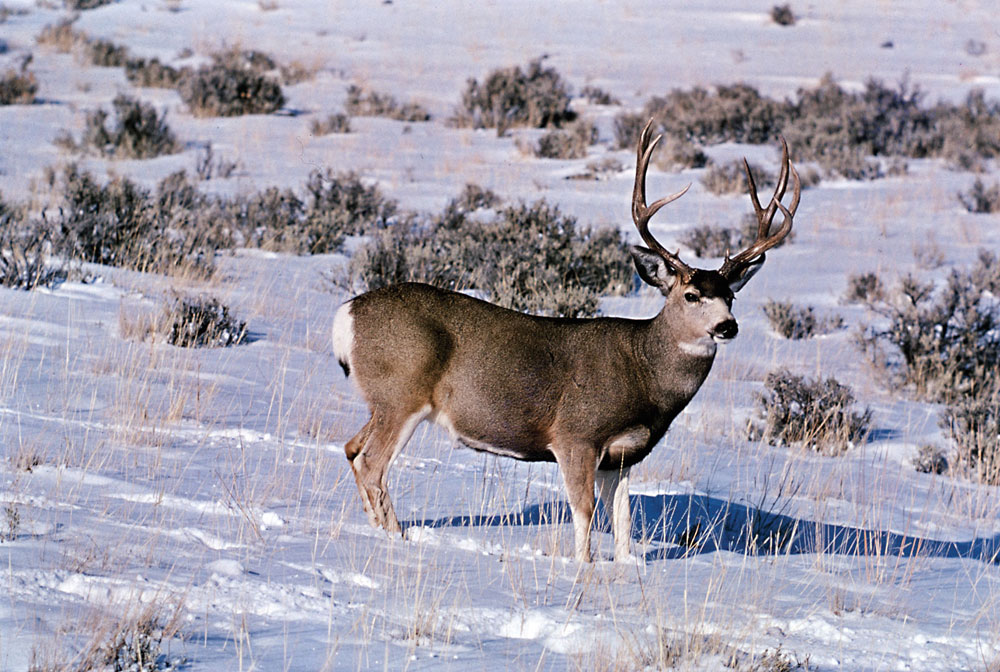 new mexico mule deer hunts 7